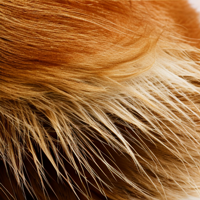 Close-up of highly detailed animal fur simulated using wool felt, showcasing the fine, realistic texture and color variations.