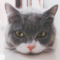 A British Shorthair cat's head