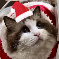 A Ragdoll cat's head