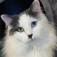 Head of a black and white long-haired cat with heterochromatic eyes