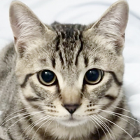 A close-up portrait of a tabby cat.