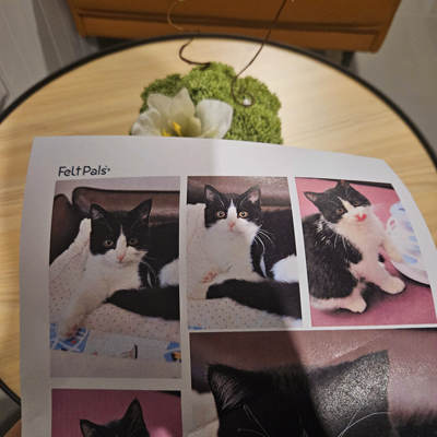 A page from FeltPals featuring multiple photos of a black and white cat in different poses, held over a small round table with a decorative green arrangement and a white flower.