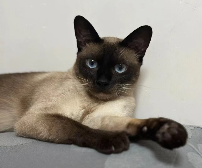 a Siamese cat with a cream-colored body and dark brown face, ears, paws, and tail. The cat is lying down, looking directly at the camera with striking blue eyes.